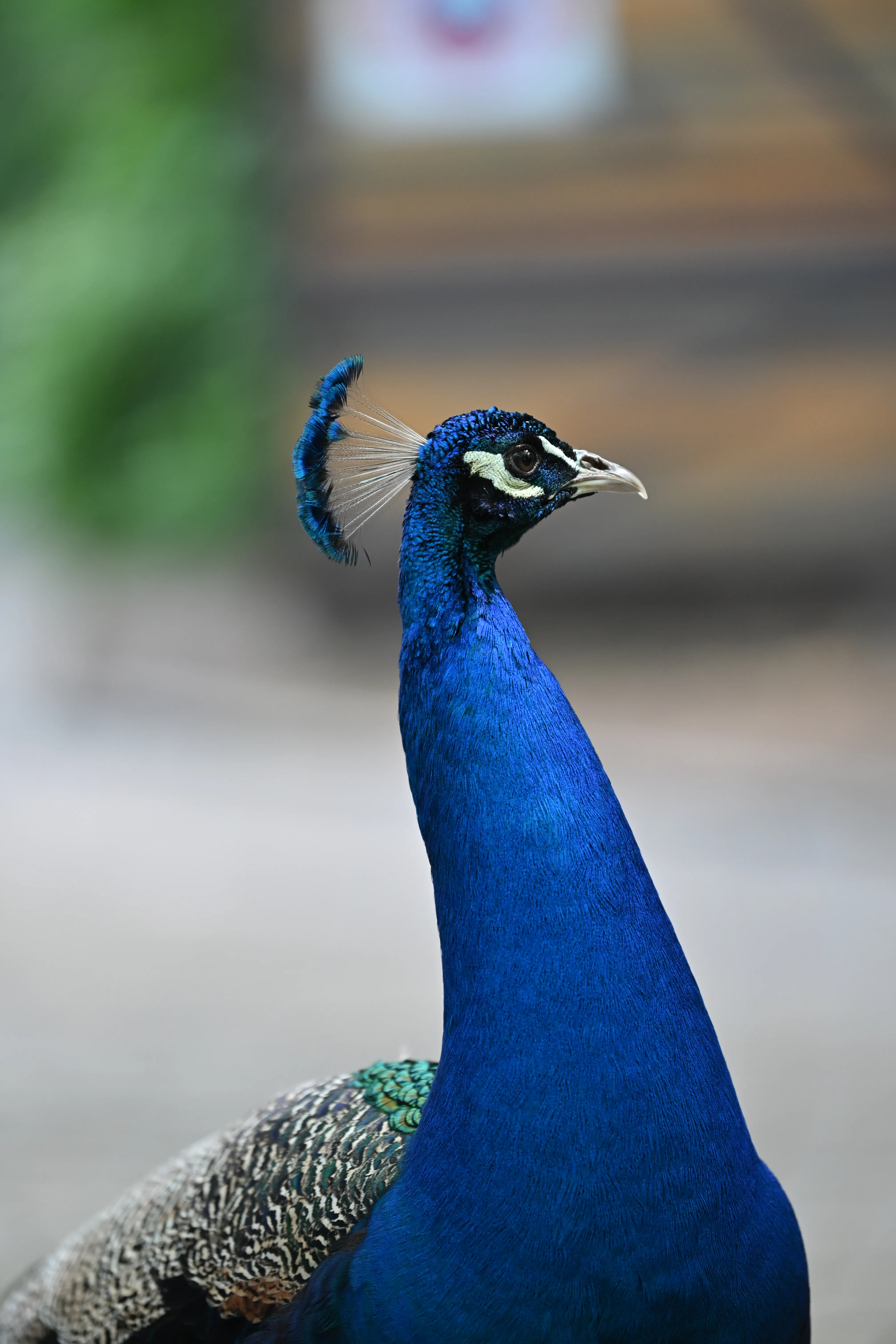 DSC_3912.jpg